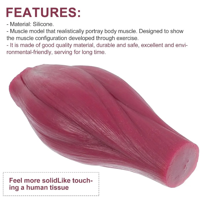 The Nutrition Fitness - 1-pound Human Muscle and Fat Replication